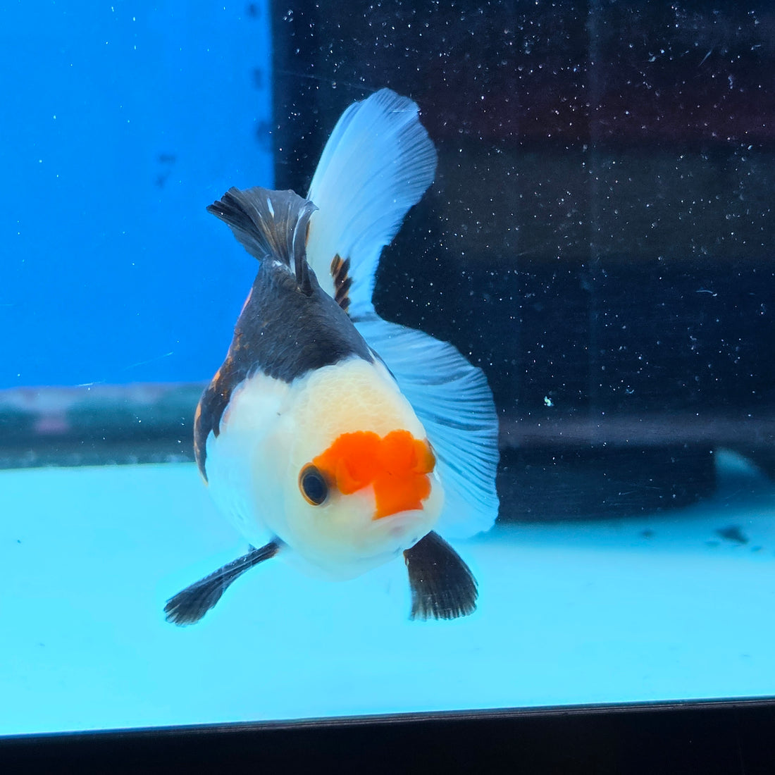 Thai Oranda Tri Color 3 in Body Male (FEB-522)R3A07