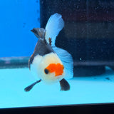 Thai Oranda Tri Color 3 in Body Male (FEB-522)R3A07