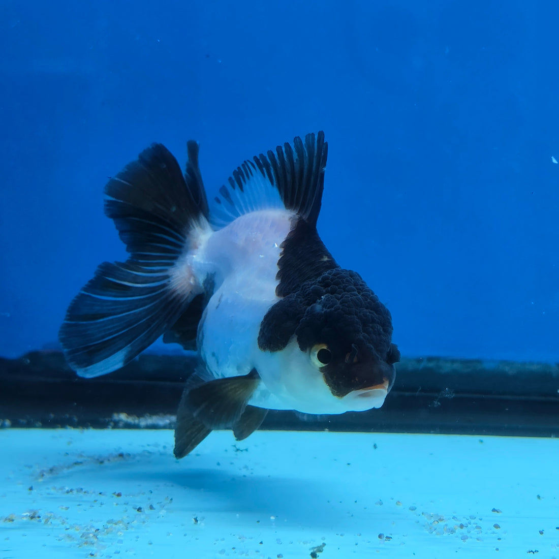 Thai Oranda Panda 3 in Body Female (FEB-519)R3A08