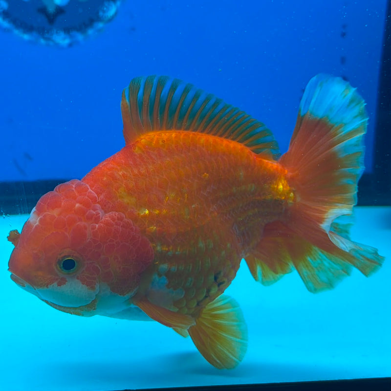 Thai Oranda JUMBO Red & White Orchid Tail  5in Female (FEB-435)R2A08