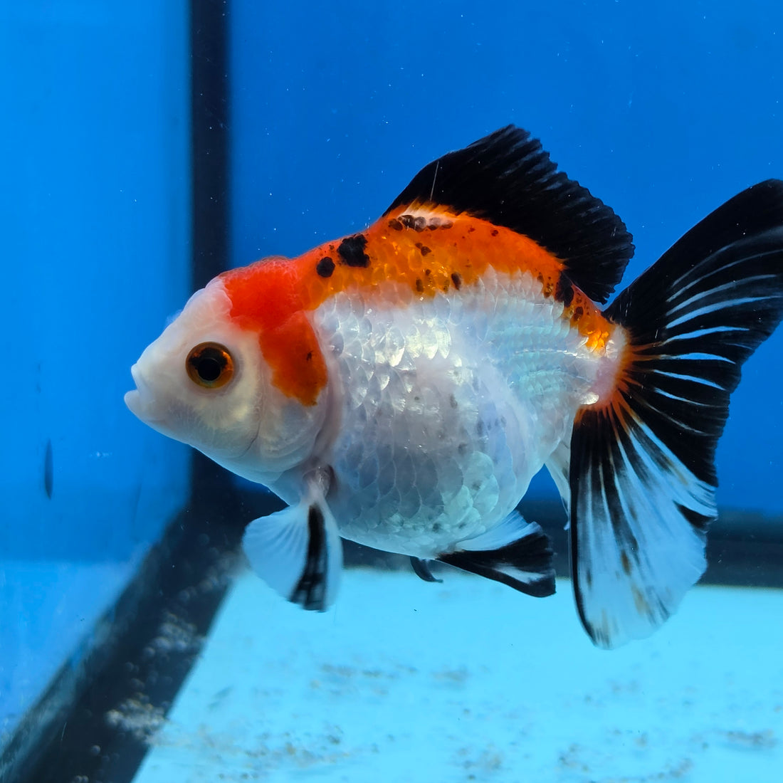 Thai Oranda Tri Color 3 in Body Female (FEB-526)R3A07