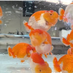 A Grade Our Choice Red/White Dragon Head Ranchu 2.50 inch Body (CGF)