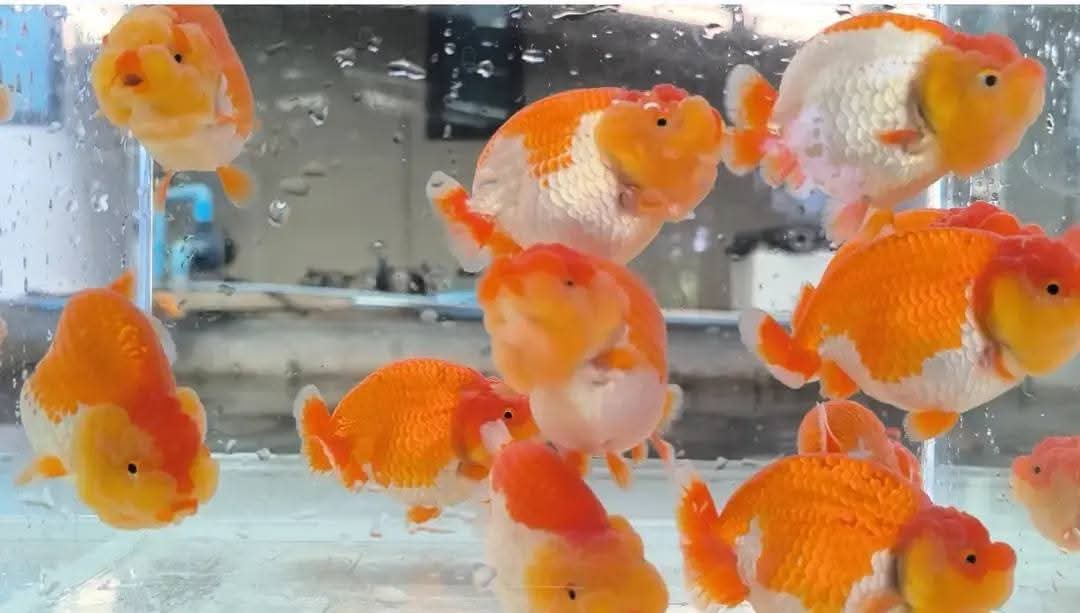 A Grade Our Choice Red/White Dragon Head Ranchu 2.50 inch Body (CGF)