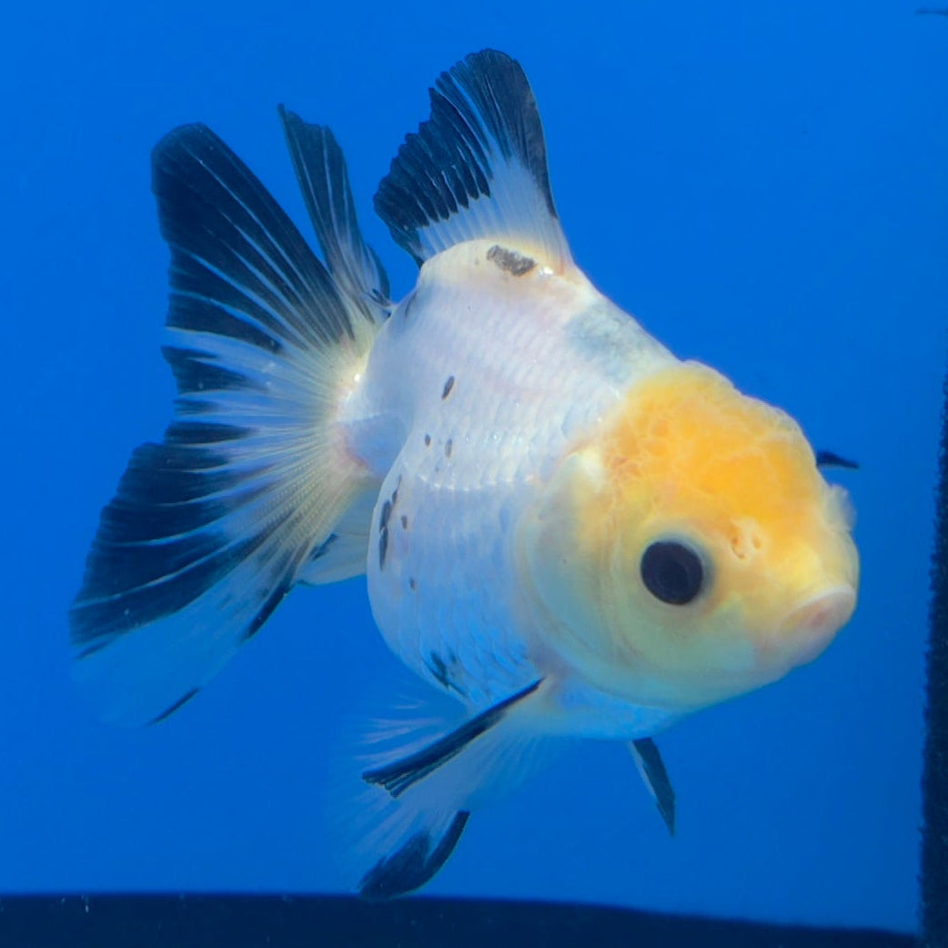 Thai Oranda Lemon Head Panda Jumbo Breed 2.8" Body Female 8mths(FEB-543)