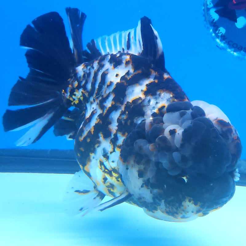Thai Jumbo White Tiger Orchid Tail Oranda by NK THAILAND 5.00 inch Body (NKT-FEB-375)