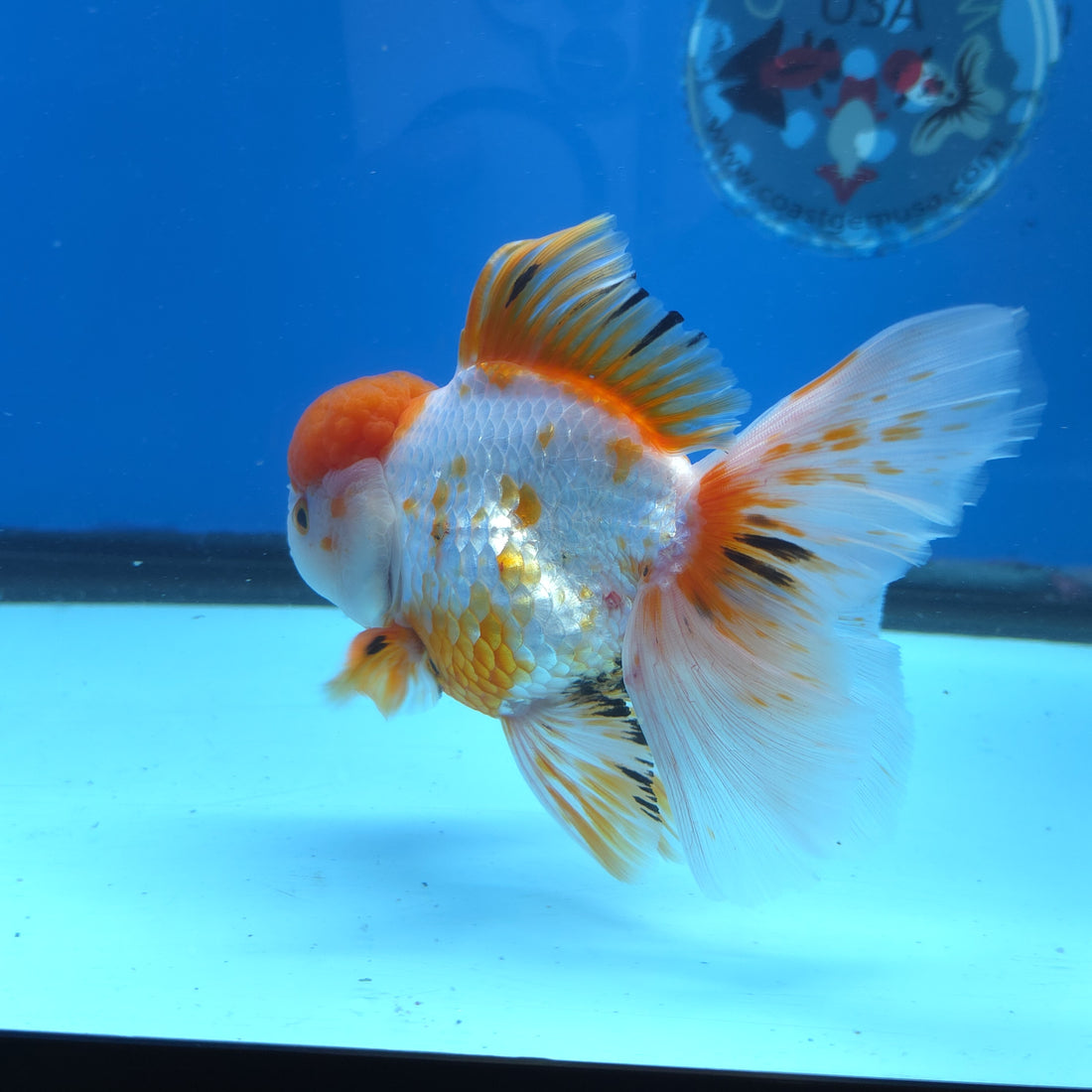 Thai Oranda Red and White 4.5" Body Female 9mths(FEB-574)R2A02