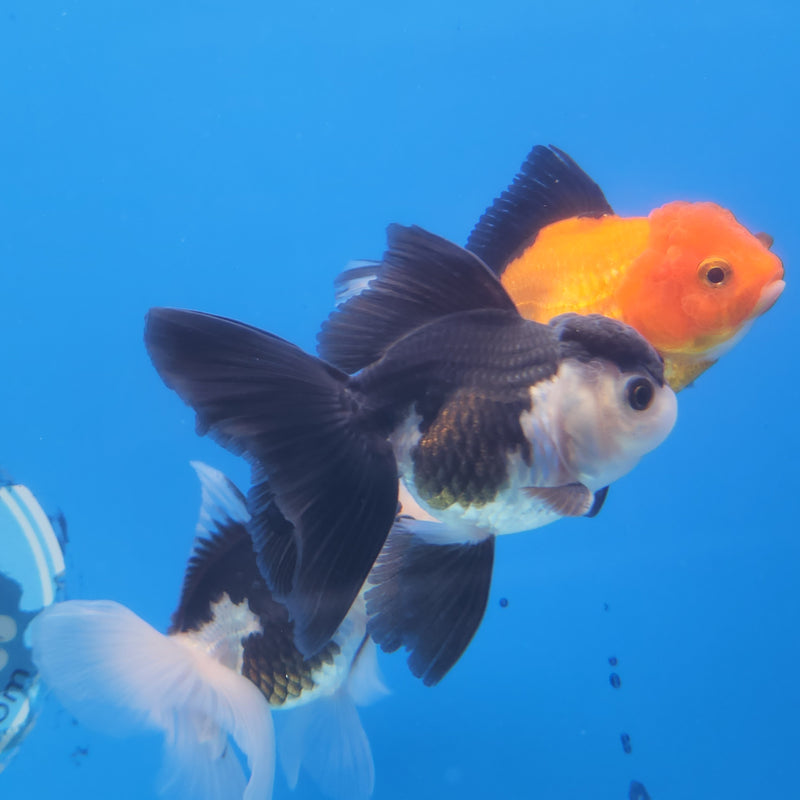Thai Oranda Panda 2.5 M (FEB-183)R3A07
