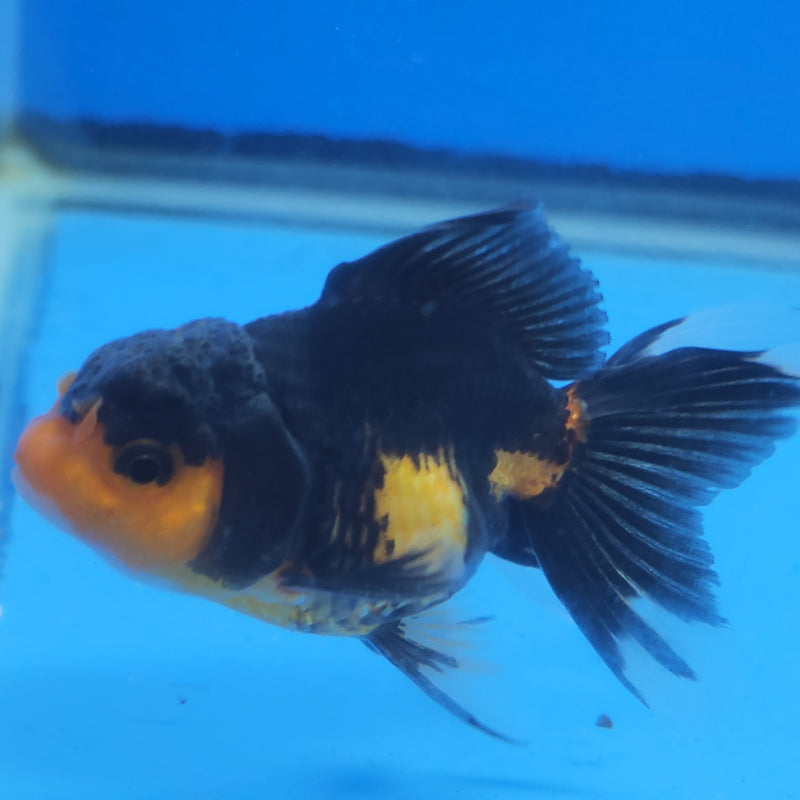 Thai Oranda Apache Tri-Color 2.5in Female (FEB-202)R3B06