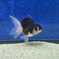 Thai Oranda Panda 2.5” male(FEB-654)R3B21