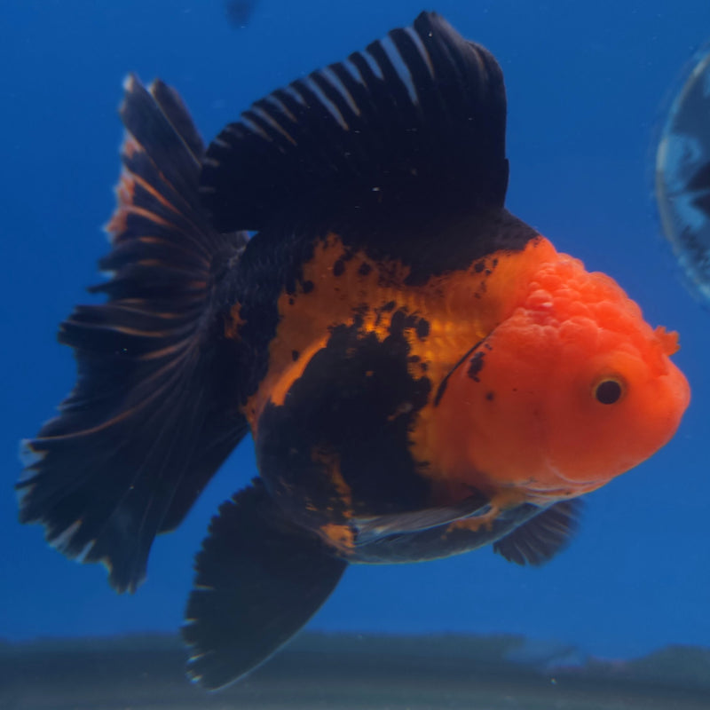 Thai Jumbo Oranda Apache 5in Female (FEB-220)BLUETUB2