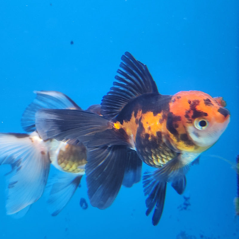 Thai Oranda Apache-Tri  2.5 F (FEB-181)R3A07