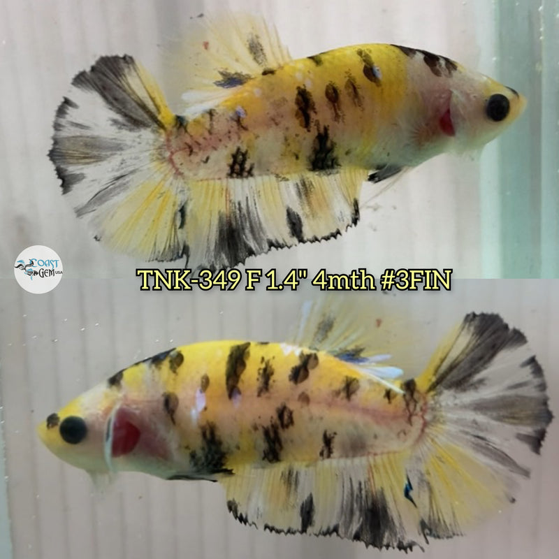 Live Female Betta Yellow Tiger Koi Plakad(TNK-349) High quality what you see what you get!!