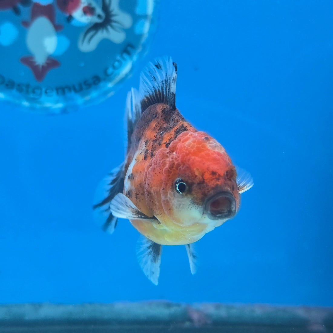 Thai Oranda Tiger Shogun Farm 2.8" Body Male 6mths(FEB-585)R3B02