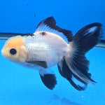 Thai Oranda Lemon Head Panda Jumbo Breed 2.8" Body Female 6mths(FEB-542)