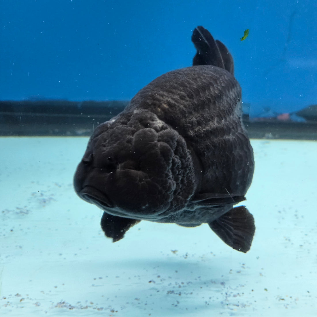 Thai Ranchu Jet Black 4 in Body Female (FEB-539)R3A03
