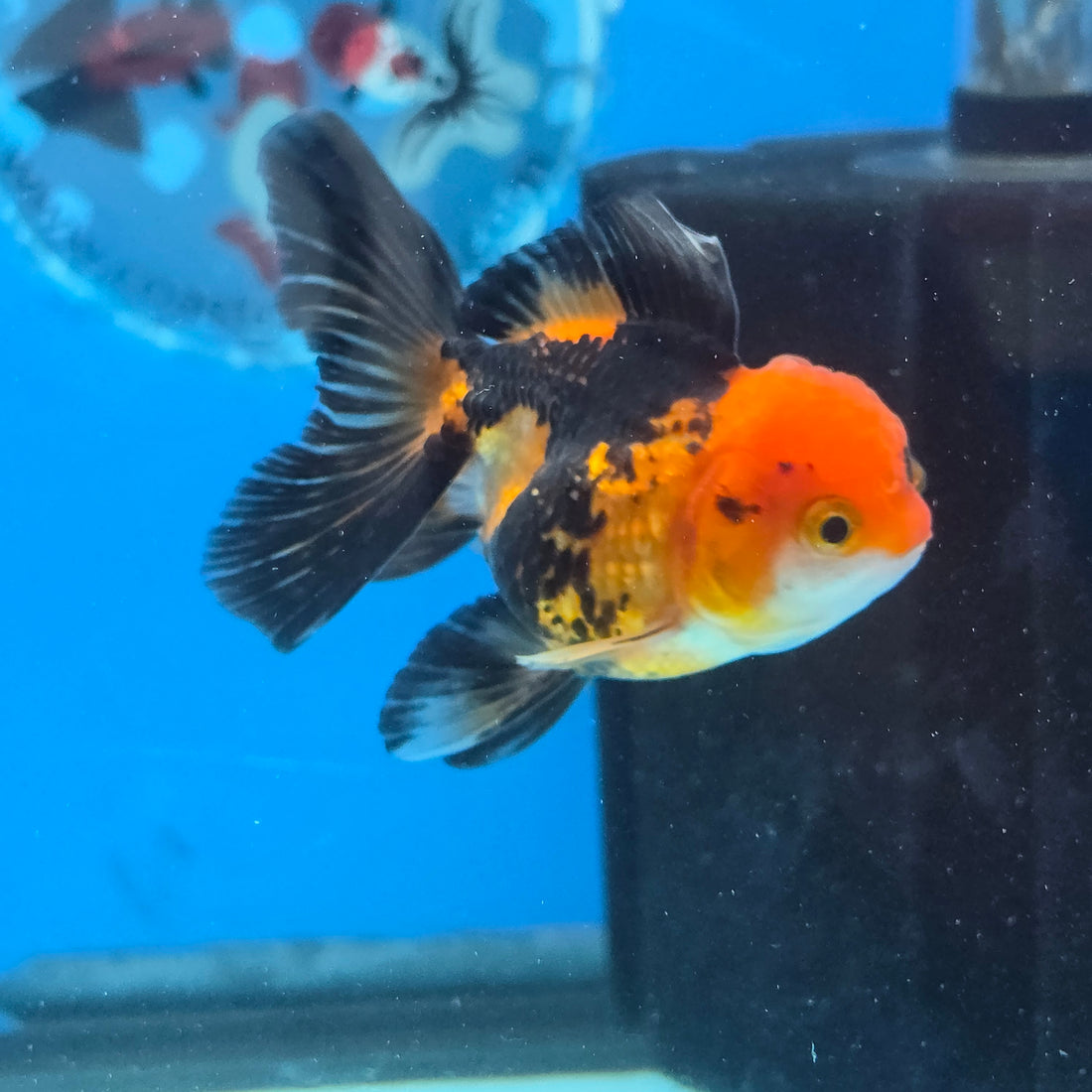 Thai Oranda Apache body breed 2.5" Body Female 6mths(FEB-565)R3B22