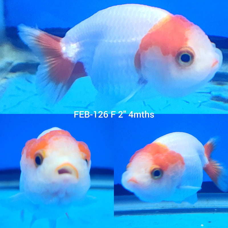 Red & White Ranchu 2” Body Female (FEB-126)R3B10