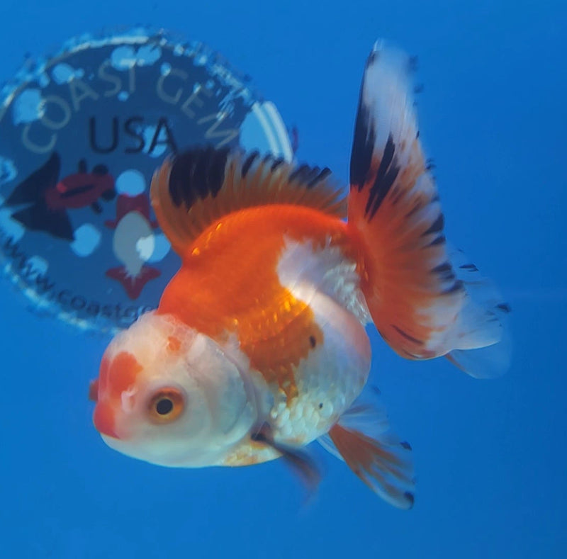 Thai Oranda Tri-Color 3” Female (FEB-256)R3A04