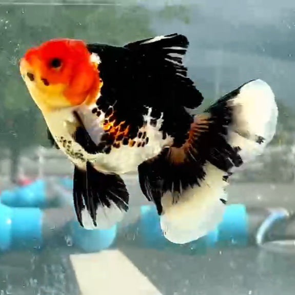 Thai Jumbo Tri Color Oranda Orchid Tail 4.50 inch Body (QGF-JO1163)