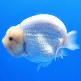 Thai Ranchu Lemonhead 3.5” Body Female(FEB-351)SHOWTANKB✅