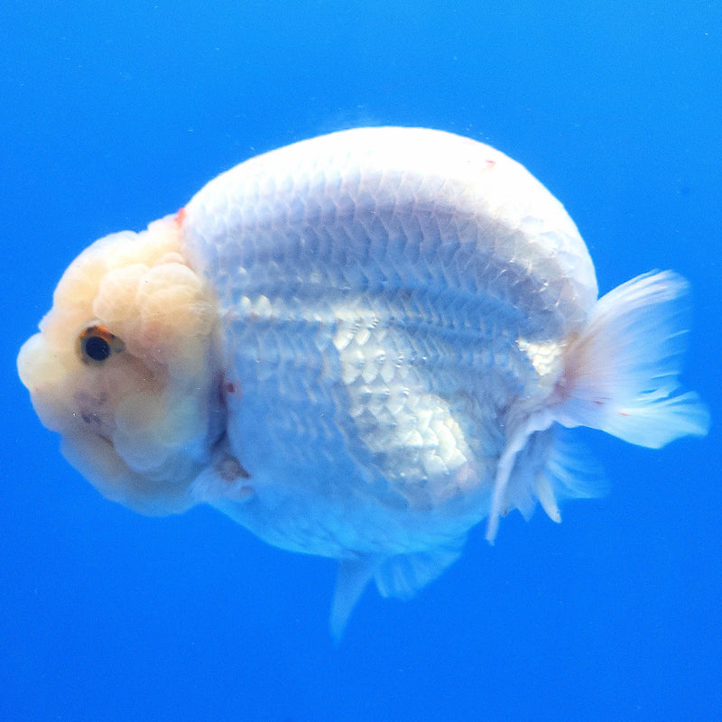 Thai Ranchu Lemonhead 3.5” Body Female(FEB-351)SHOWTANKB