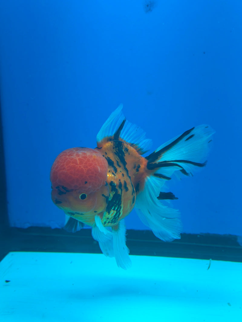 Thai Oranda Tiger Male 3.5in (FEB-453)BLUETUBA