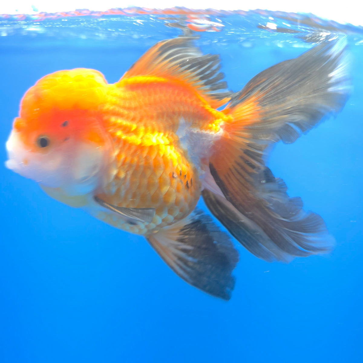 Thai Oranda Tri-Color Panda 3.5" Body Female (FEB-765)R2B07 (Copy)