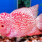 Live Freshwater Golden Base Kamfa Fry 1.00-2.00" Flowerhorn by Snow X Breed Thailand