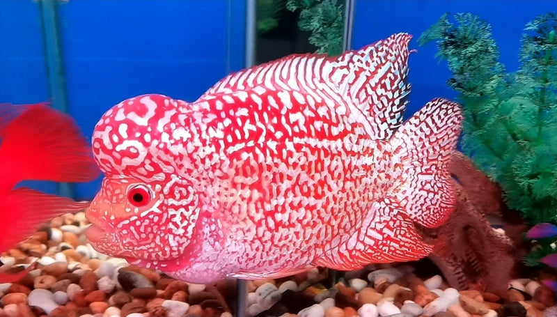 Live Freshwater Golden Base Kamfa Fry 1.00-2.00" Flowerhorn by Snow X Breed Thailand
