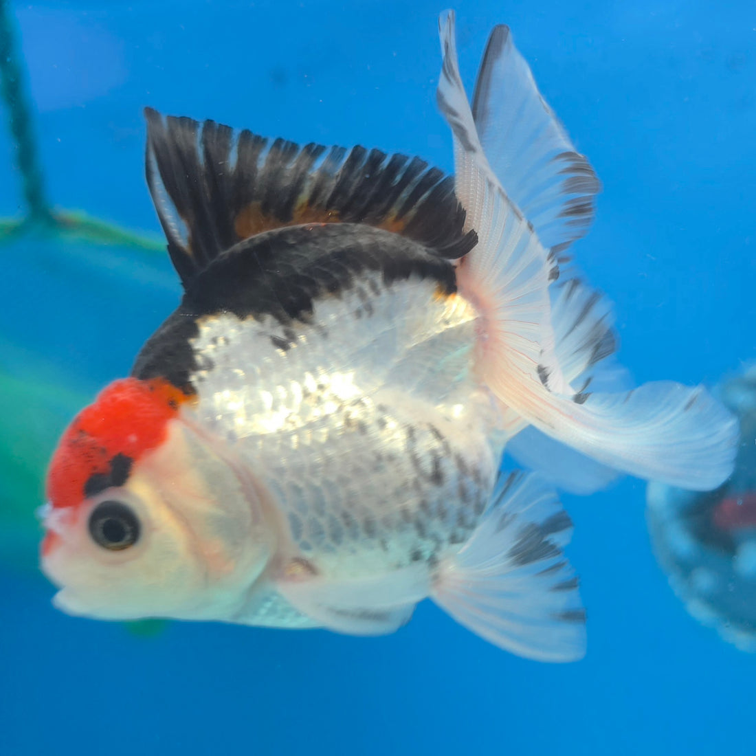 Thai Oranda Tri-Color 3.5” Male(FEB-637)R3B15