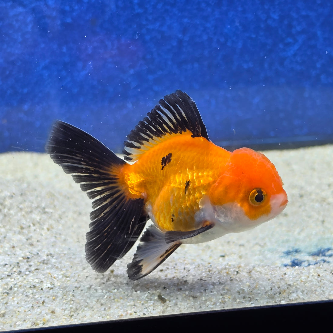 Thai Oranda Apache 2.5” male(FEB-653)R3B21