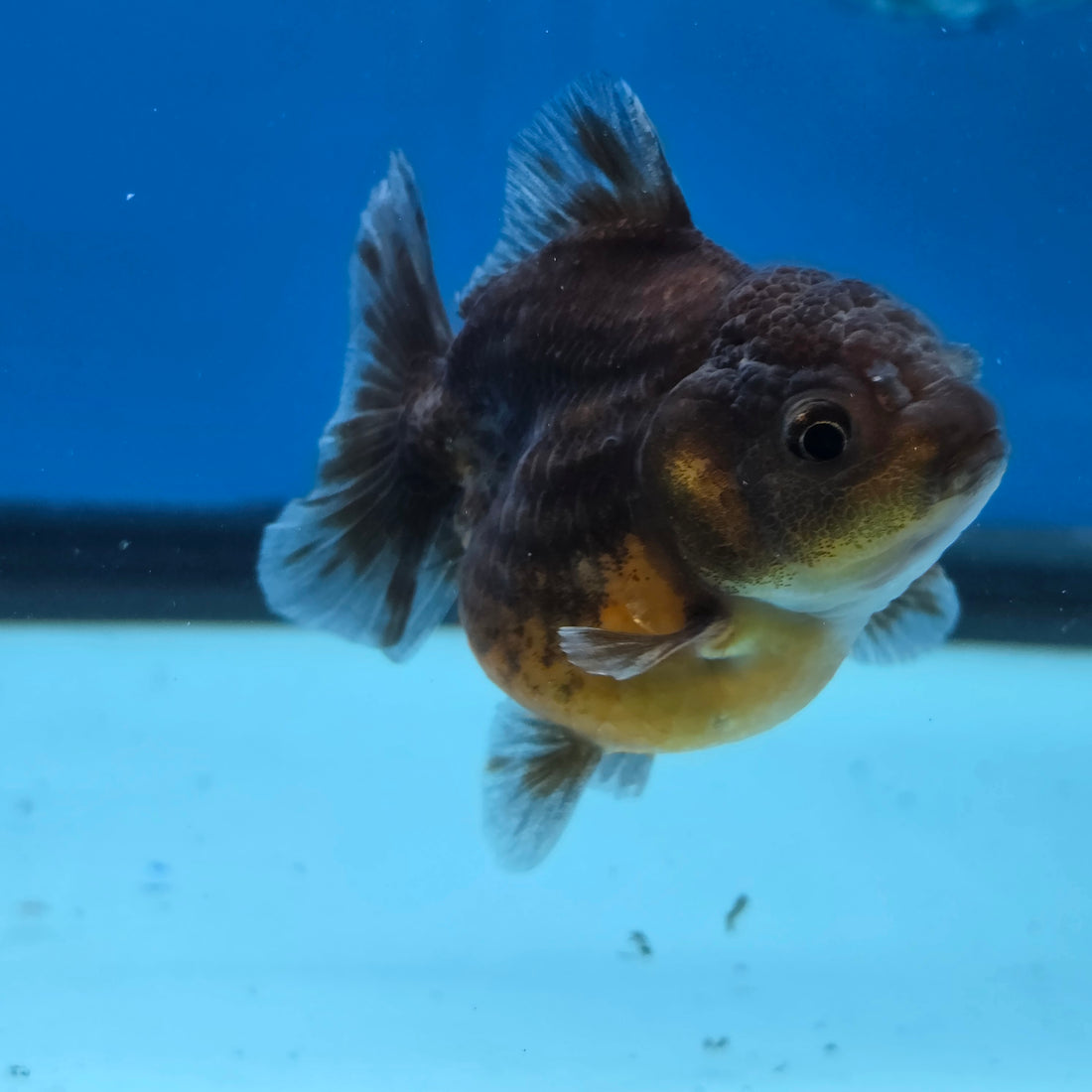 Thai Oranda Bronze Sakura Shogun Farm 2.8" Body Female 6mths(FEB-577)R3B02