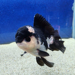Thai Oranda Panda Female 3.5in (FEB-508)R2B18