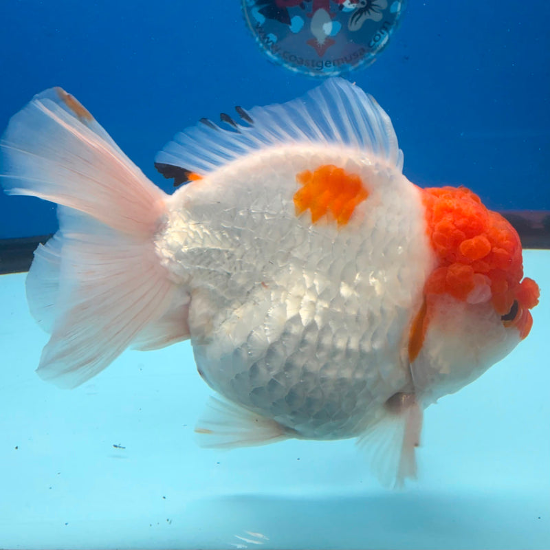 Thai Red Cap Godzilla AAA Giant Style Oranda 5” Body Female(FEB-390) SHOWTANKB