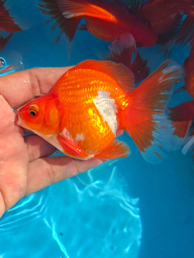 China Red/White Broadtail Ryukin 3.00 inch Body (CGF)