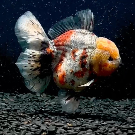 Thai Premium Kirin Calico Orchid Tail Oranda 4.25 inch Body Male (QGF-JO1123)R1A07