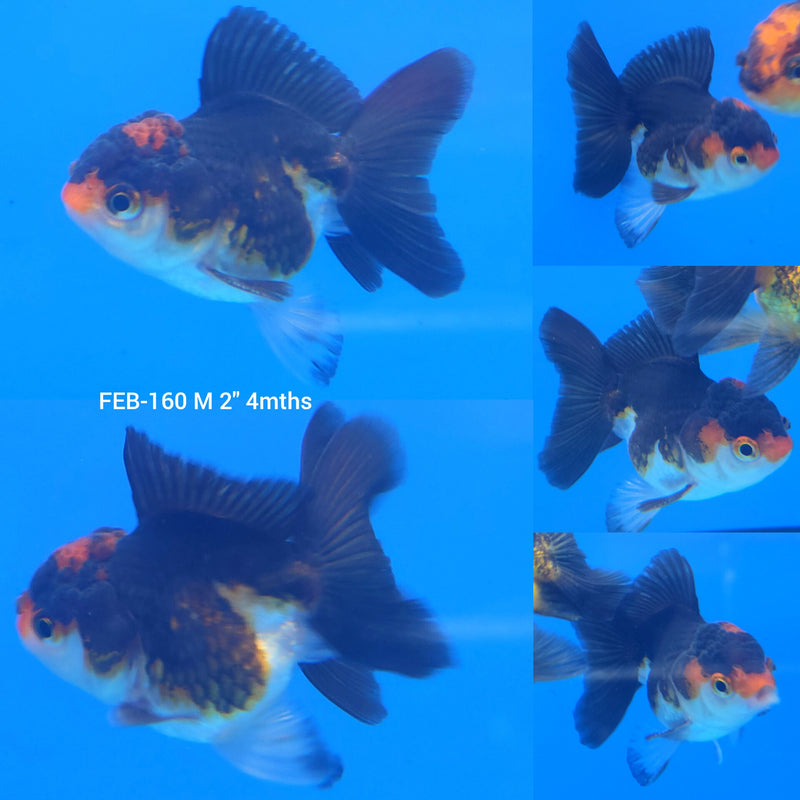 Thai Oranda Copper Tri-Color 2” Body Male (FEB-160)R3A10