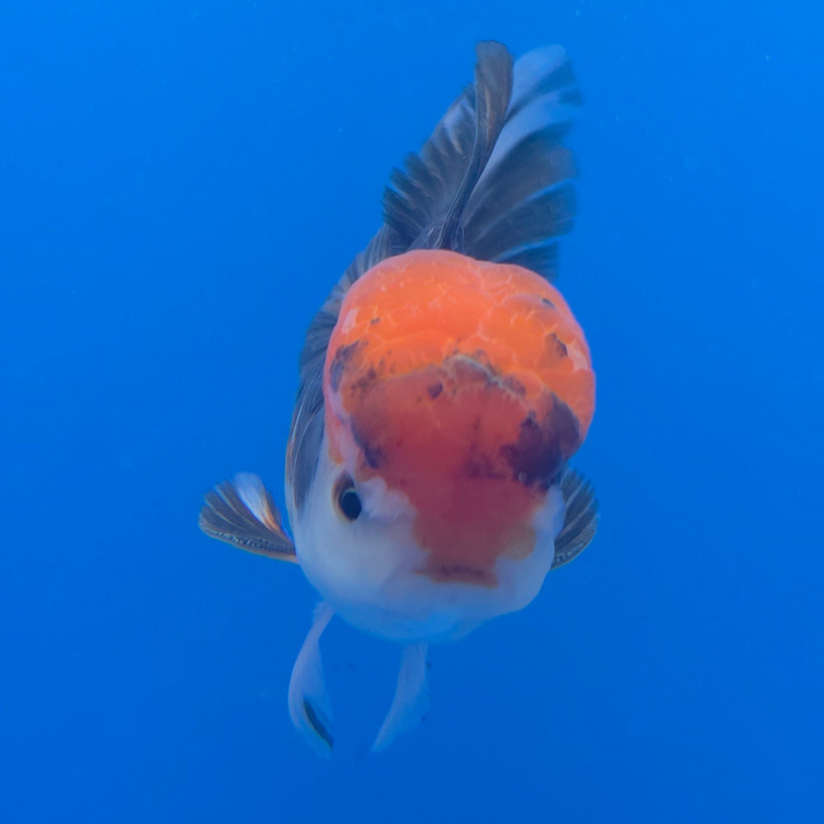 Thai Oranda Red Cap Panda 3.5" Body Male (FEB-756)R2B07