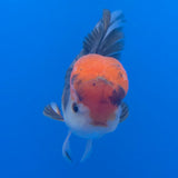 Thai Oranda Red Cap Panda 3.5" Body Male (FEB-756)R2B07