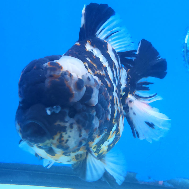 Thai Jumbo White Tiger Orchid Tail Oranda by NK THAILAND 5.00 inch Body (NKT-FEB-375)