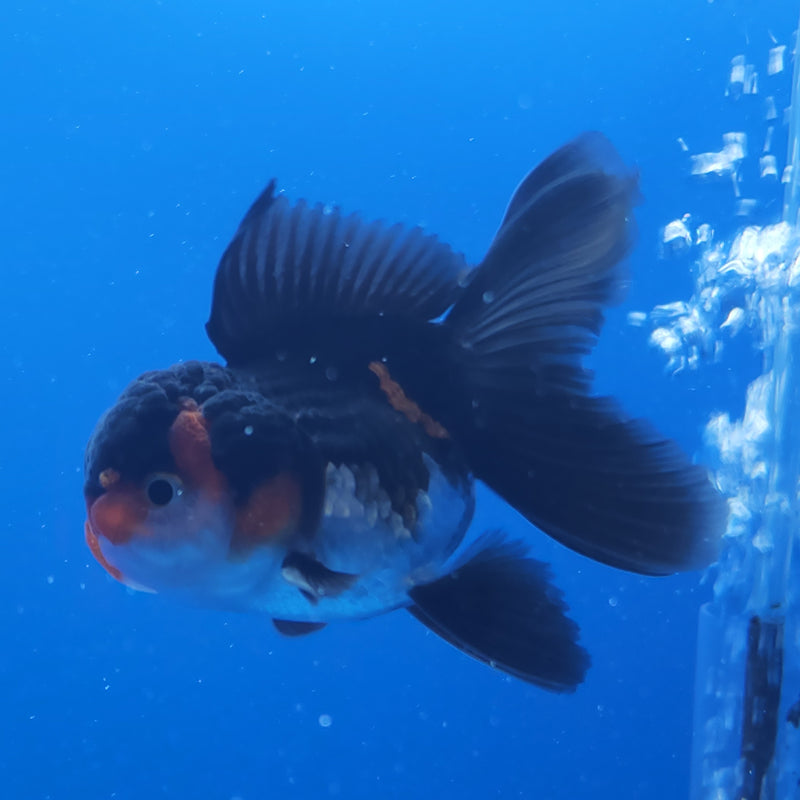 Thai Oranda Apache Panda Tri-Color 2.5 M (FEB-192)R3A06