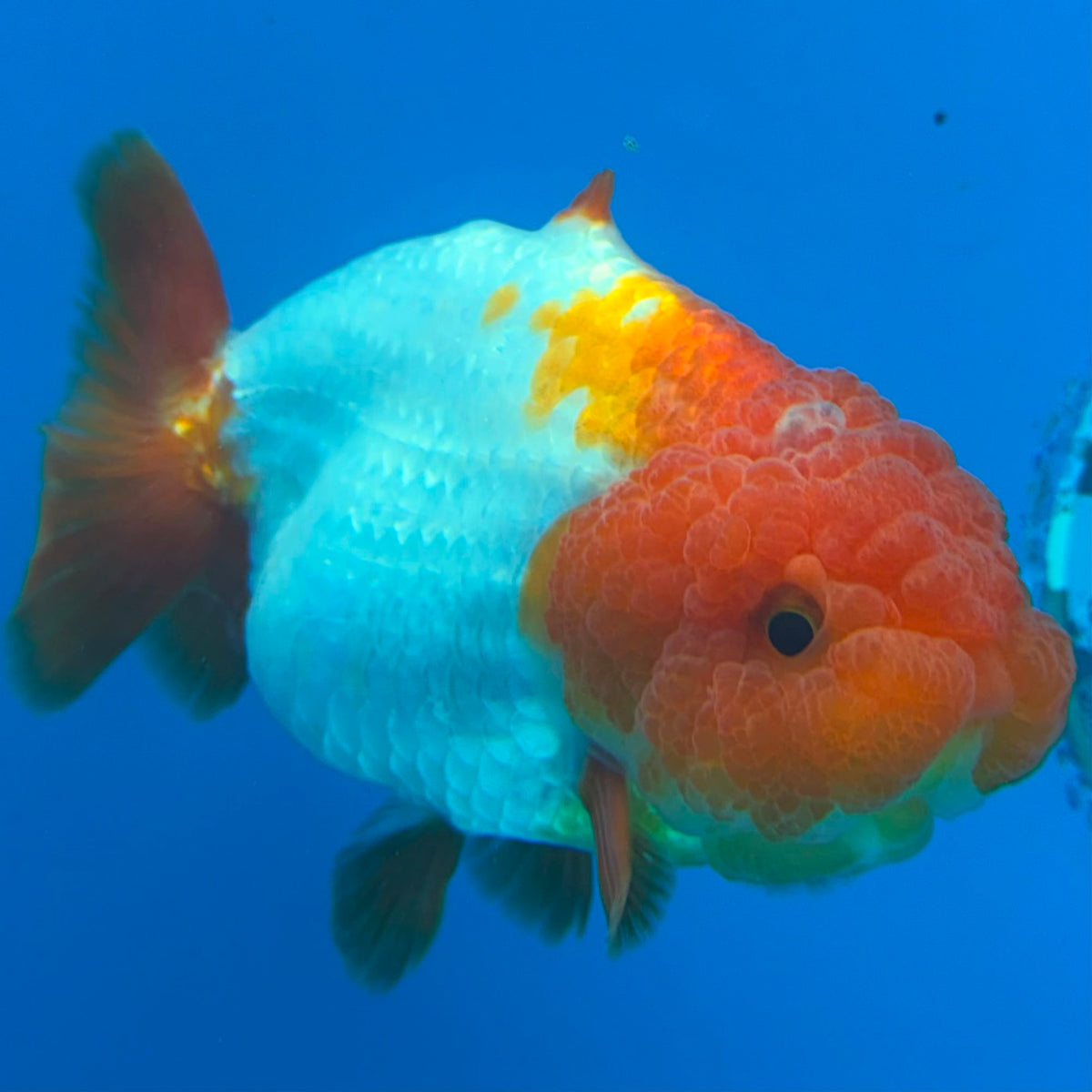 Thai Ranchu Red & White Shark 4in Female (FEB-445)BLUETUBA
