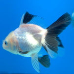 Thai Oranda Lemonhead Panda 2.5” Male(FEB-635)R3B15