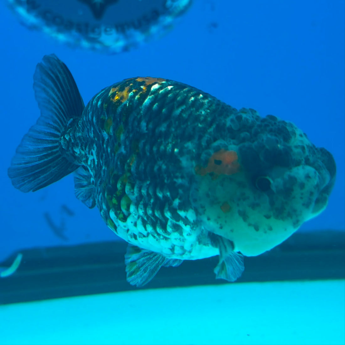 Thai Ranchu Tri Kirin Tiger Body 3.5in Female (FEB-449)BLUETUBA