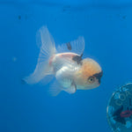 Thai Oranda Lemomhead Panda 3.5” Female(FEB-714)R1A07