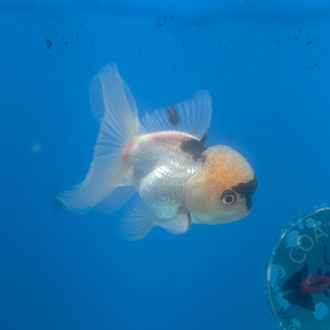 Thai Oranda Lemomhead Panda 3.5” Female(FEB-714)R1A07