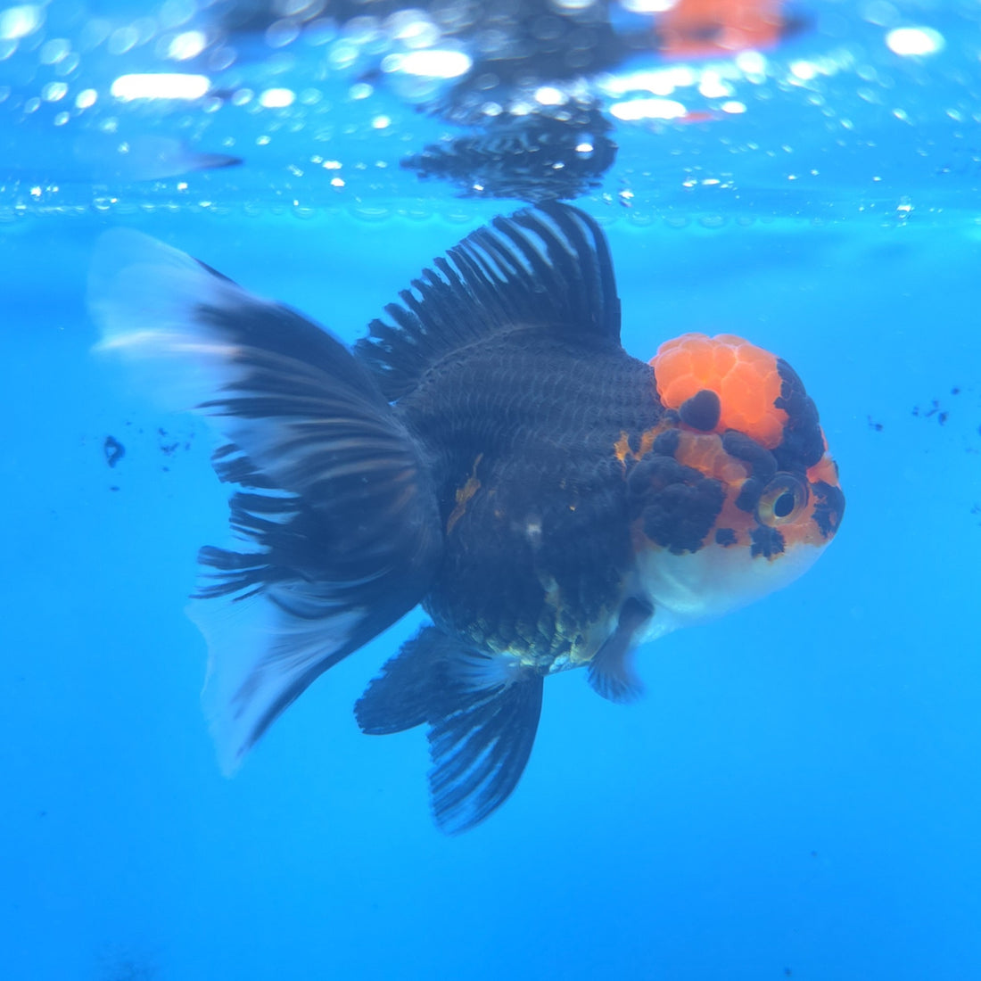 Thai Oranda Apache 2.5” Female(FEB-666)R3B03