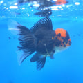 Thai Oranda Apache 2.5” Female(FEB-666)R3B03