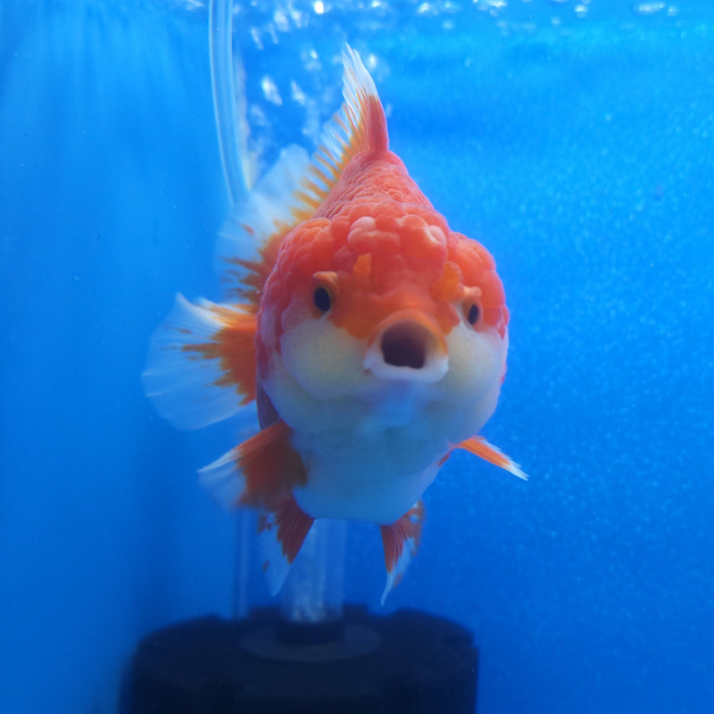 Thai Jumbo Oranda Red & White 4.5in Female (FEB-242)BLUETUB1