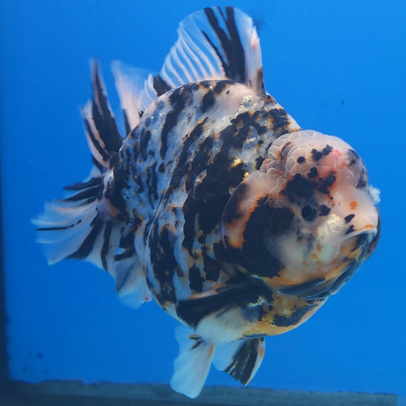 Thai Jumbo White Tiger Orchid Tail Oranda by NK THAILAND 5.00 inch Body (NKT-FEB-370)